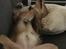 Golden retriever Ellie