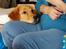 Golden retriever Ellie