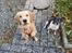 Golden retriever Ellie