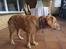 Golden retriever Ellie