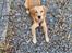 Golden retriever Ellie