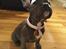 Fransk bulldog Quinn