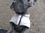 Fransk bulldog Quinn