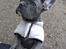 Fransk bulldog Quinn