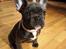 Fransk bulldog Quinn