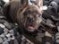 Fransk bulldog Quinn