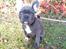 Fransk bulldog Quinn