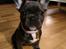 Fransk bulldog Quinn