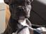 Fransk bulldog Quinn