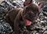 Fransk bulldog Quinn