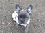 Fransk bulldog Quinn
