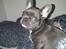 Fransk bulldog Quinn