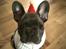 Fransk bulldog Quinn