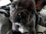 Fransk bulldog Quinn