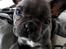 Fransk bulldog Quinn