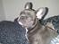 Fransk bulldog Quinn