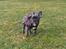 Fransk bulldog Quinn - 19. dec. 2019 (Quinn 4 måneder gammel)