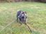 Fransk bulldog Quinn - 19. dec. 2019 (Quinn 4 måneder gammel)