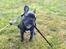 Fransk bulldog Quinn - 19. dec. 2019 (Quinn 4 måneder gammel)