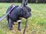Fransk bulldog Quinn - 19. dec. 2019 (Quinn 4 måneder gammel)