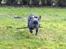 Fransk bulldog Quinn - 19. dec. 2019 (Quinn 4 måneder gammel)