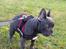 Fransk bulldog Quinn - 19. dec. 2019 (Quinn 4 måneder gammel)