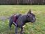 Fransk bulldog Quinn - 19. dec. 2019 (Quinn 4 måneder gammel)