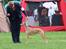 Whippet Bertram 