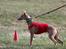 Whippet Bertram 