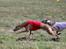 Whippet Bertram 