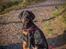 Dobermann Enigma z Padoku // Lexie