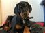 Dobermann Enigma z Padoku // Lexie