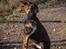 Dobermann Enigma z Padoku // Lexie
