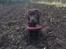 Labrador retriever Haulundgårds Naja "Liva"