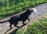 Labrador retriever Haulundgårds Naja "Liva"