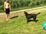 Labrador retriever Haulundgårds Naja "Liva"
