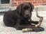 Labrador retriever Haulundgårds Naja "Liva"