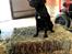 Labrador retriever Haulundgårds Naja "Liva"
