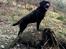 Labrador retriever Haulundgårds Naja "Liva"