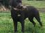 Labrador retriever Haulundgårds Naja "Liva"
