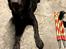 Labrador retriever Haulundgårds Naja "Liva"