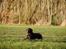 Labrador retriever Haulundgårds Naja "Liva" - Foto credit: Bo Johansen