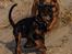 Dobermann Enigma z Padoku // Lexie