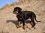 Dobermann Enigma z Padoku // Lexie