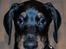 Dobermann Enigma z Padoku // Lexie