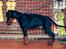 Dobermann Enigma z Padoku // Lexie