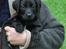 Labrador retriever Indiana