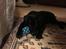 Labrador retriever Indiana