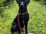 Labrador retriever Indiana