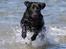 Labrador retriever Indiana